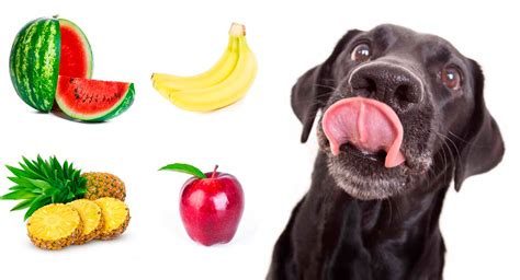 13 Frutas Aptas Para Perros Cantidades Y Beneficios