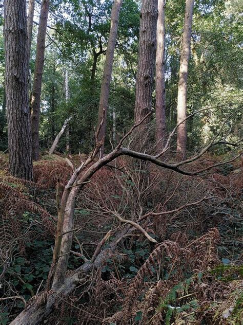 Tilehill Wood Coventry A J Paxton Geograph Britain And Ireland