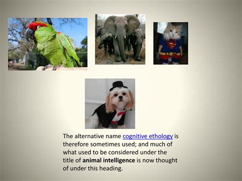 PPT - Animal Intelligence PowerPoint Presentation, free download - ID ...