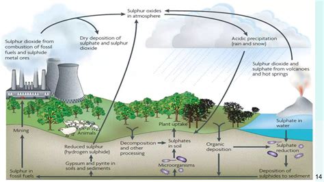 Bio Geo Chemical Cycles Ppt