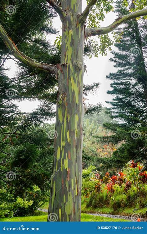 Rvores De Eucalipto Do Arco Ris Maui Hava Eua Foto De Stock