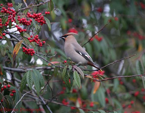 Waxwing On Cotoneaster Photo Wp09119