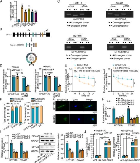 Ncm Normal Colonic Epithelial Cell Line Atcc Bioz