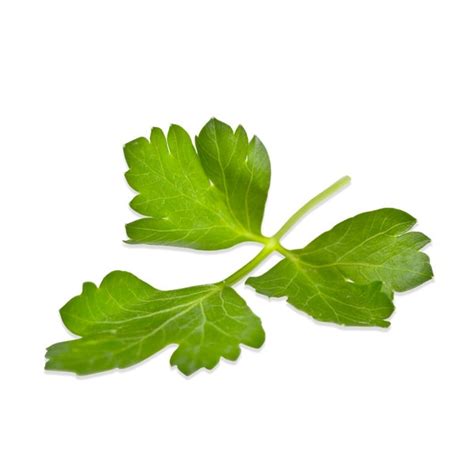 Fresh Italian Parsley Online Flat Leaf Parsley Marx Foods