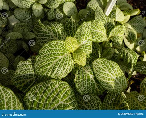 Foliage Of The Nerve Plant Fittonia Verschaffeltii Fittonia With