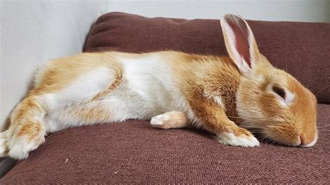 Es Bueno Tapar La Jaula Del Conejo Por La Noche