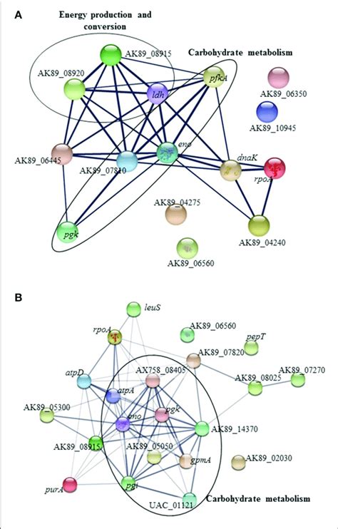 Protein Protein Interaction Network Of Overexpressed Ent Mundtii