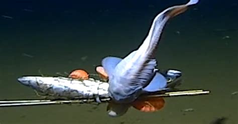 Scientists Capture Record Breaking Footage Of The Worlds Deepest Fish