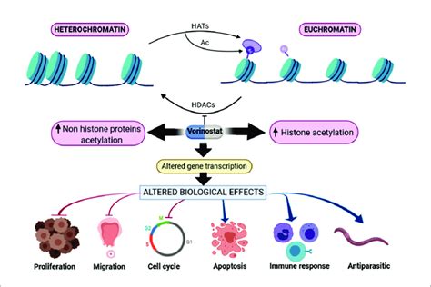 Overview Of The Biological Effects Of Vorinostat Schematic