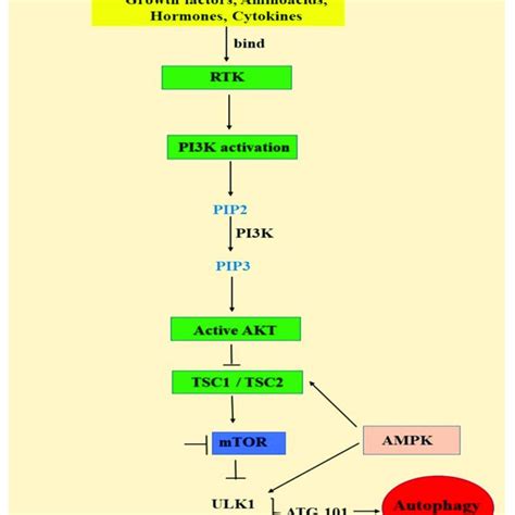 The Relationship Between The Pi3kaktmtor Signaling Pathway And Download Scientific Diagram