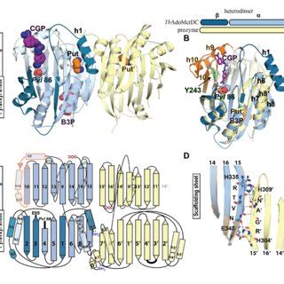 Structural Organization Of The Tbadometdc Prozyme Heterodimer A