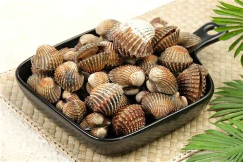 Kerang Dara Ini Nutrisi Manfaat Dan Cara Mengolahnya Alodokter