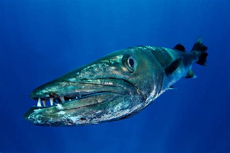 Barracuda Teeth Stock Photos, Pictures & Royalty-Free Images - iStock