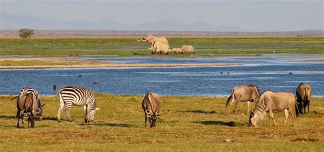 4 Days Masai Mara L Nakuru Amboseli Camping Safari Kenya Tours And