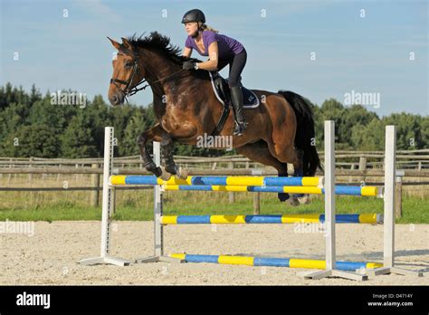 Rider on back of a Westphalian horse jumping over an oxer Stock Photo ...