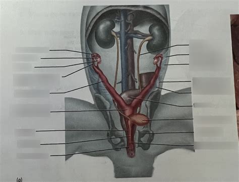 Practice Female Cat Reproductive Diagram Quizlet