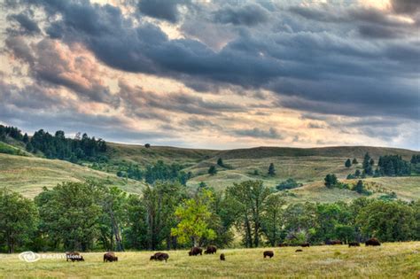 Dakota Visions Photography Llc Wildlife Buffalo Valley In The Fall