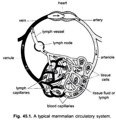 Circulatory System Diagram Black And White