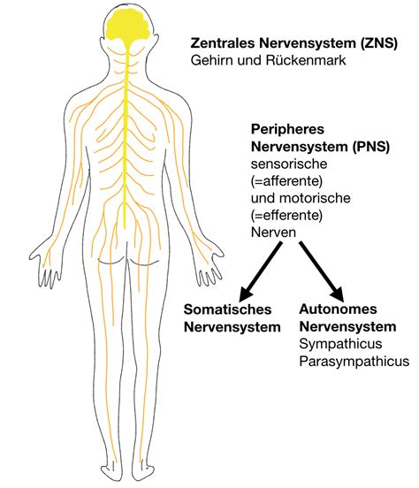 4 Neurobiologie Biologie Unterricht Im Digitalen Zeitalter