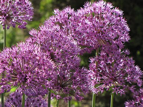 Giant Onion Allium Giganteum In Detroit Ann Arbor Dearborn Royal Oak