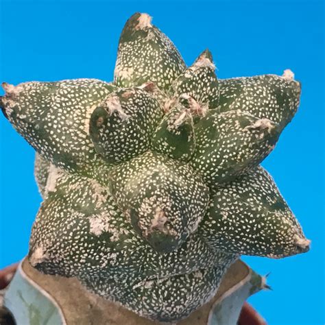 Nasiona Astrophytum myriostigma MEGA mix mutantów x 20 Kaktusy