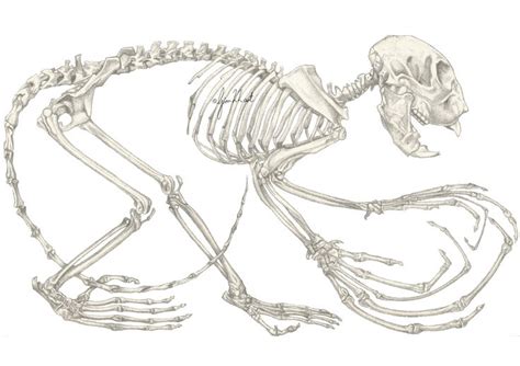 aye aye skeleton drawings primates aye aye