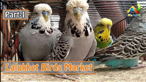 Lalukhet Birds Market Price Karachi Exhibition And Hagoromo Budgies