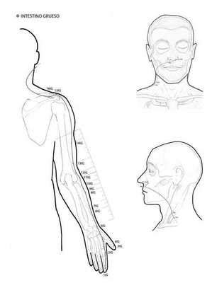 Meridiano De Intestino Grueso
