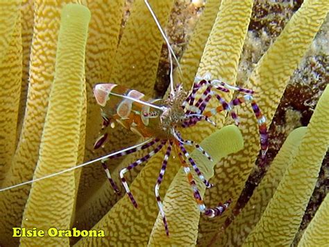 Curaçao Uma ilha vibrante no Caribe holandês Omnimare Dive Center