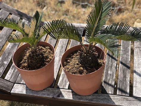 お庭にソテツを植える8つのメリット｜地植えの注意点は水捌けと寒さ ミドリス｜雑草対策クラピアの販売・施工