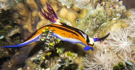 Red Sea Nembrotha Nudibranch Nembrotha Megalocera Flickr