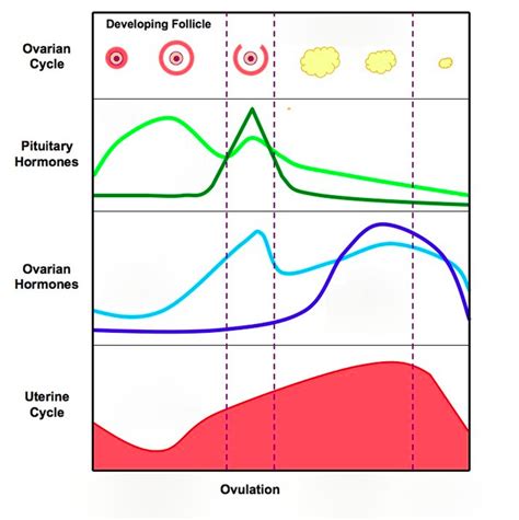 Diagrama De Menstrual Cycle Quiz Quizlet