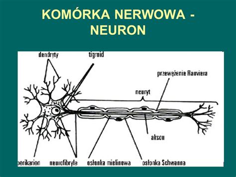 Tkanki Cz Owieka Ppt Pobierz