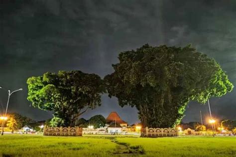 Pesona Spiritual Beringin Kembar Mitos Dan Tradisi Di Alun Alun