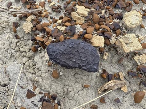 Ironstone Nodule Cretaceous The Fossil Forum