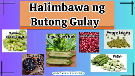 Halimbawa Ng Mga Gulay Butong Gulay Legumes Health Benefits Mommy