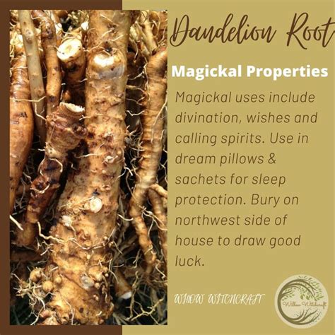 Dandelion Root Magickal Properties