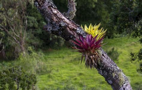 What Are Air Plants Tillandsias Plant Species Explained Seeds N Flowers