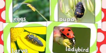 Ladybird Life Cycle Display Photos