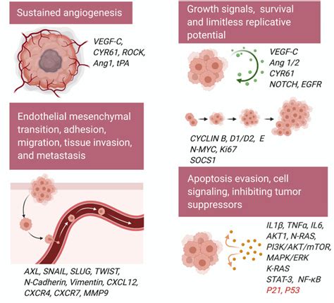 Schematic Shows The Role Of Gli And Gli In Cancer Cell Proliferation