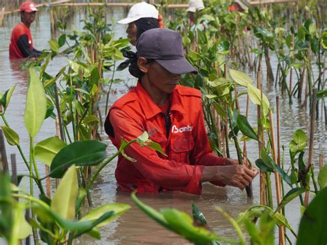 Hapus Jejak Emisi Karbon Di Bumi Mangrove Tag Kembali Lakukan