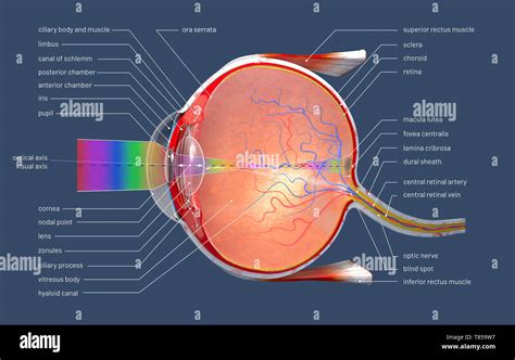 Optical Nerve Hi Res Stock Photography And Images Alamy