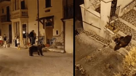 Uccisa A Fucilate L Orsa Amarena In Abruzzo L Uomo Che Ha Sparato Ho