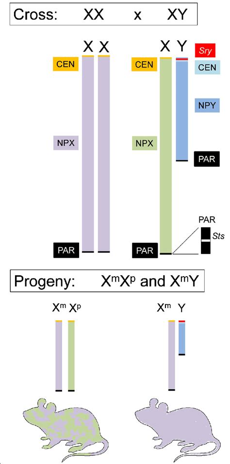 Xy Chromosome Chart