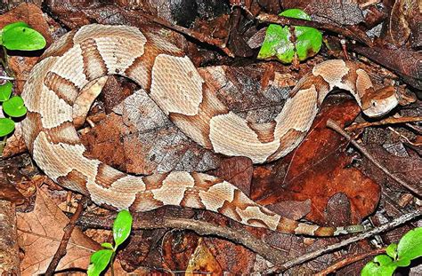 Copperhead | The Animal Facts | Appearance, Diet, Habitat, Behavior