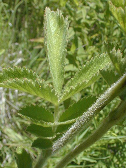 Prairie Cinquefoil (Drymocallis arguta)