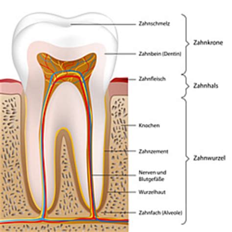 Parodontologie Fachbereich F R Zahnerhalt Und Implantation