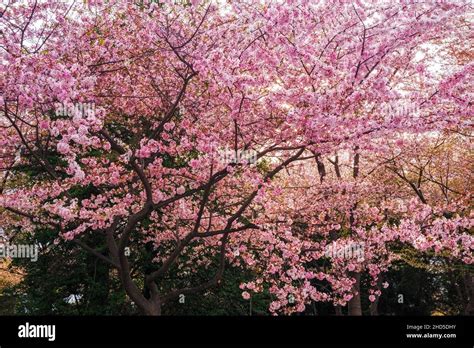 Cherry Tree In Bloom At The Franklin Delano Roosevelt Memorial