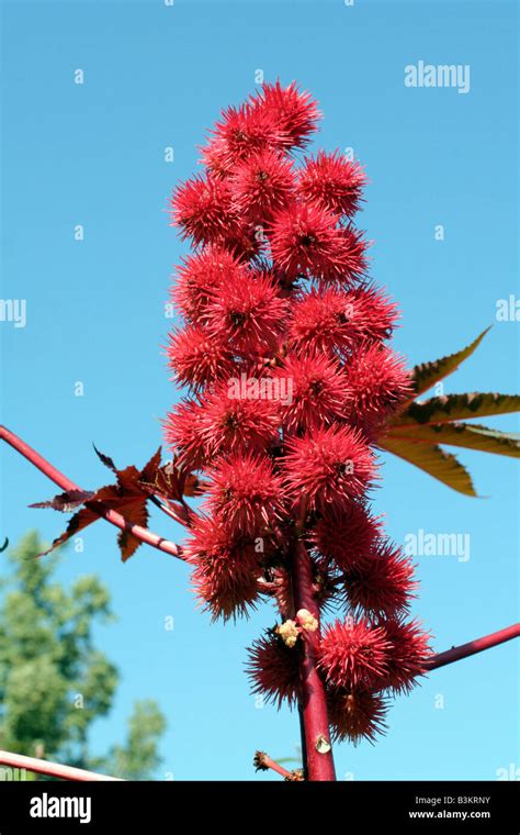 Ricinus Communis New Zealand Red Bedding Summer Annual Structure