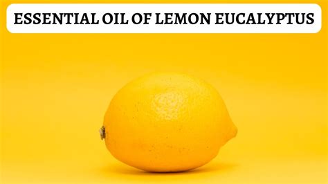 Essential Oil Of Lemon Eucalyptus How To Use It